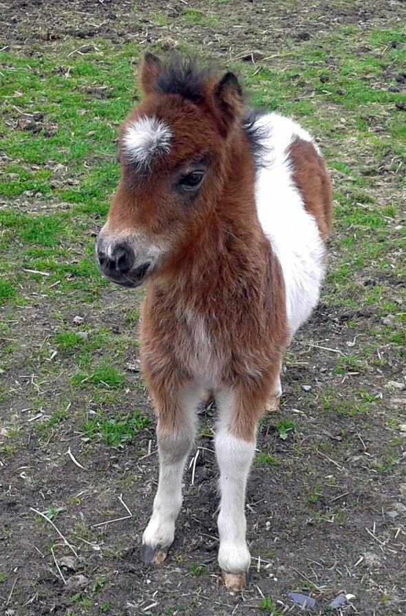 Baby-Shetland-Pony.jpg